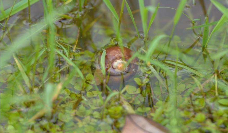 Golden Apple Snail